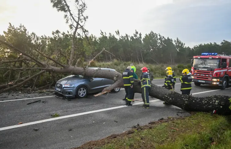 Árvore Caldas da Rainha